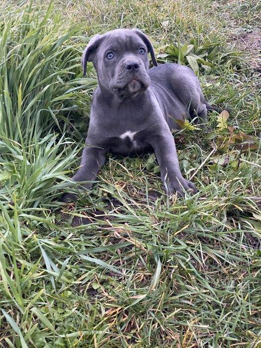 кане корсо терміново