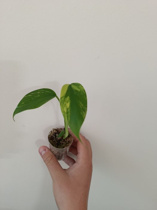 Monstera marmorata , sadzonka , dwa liście , super geny