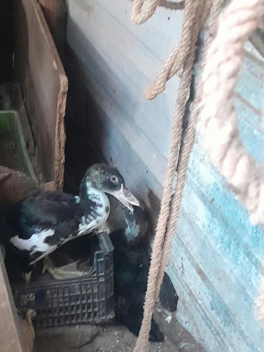 Patos mudos adultos e pequenos