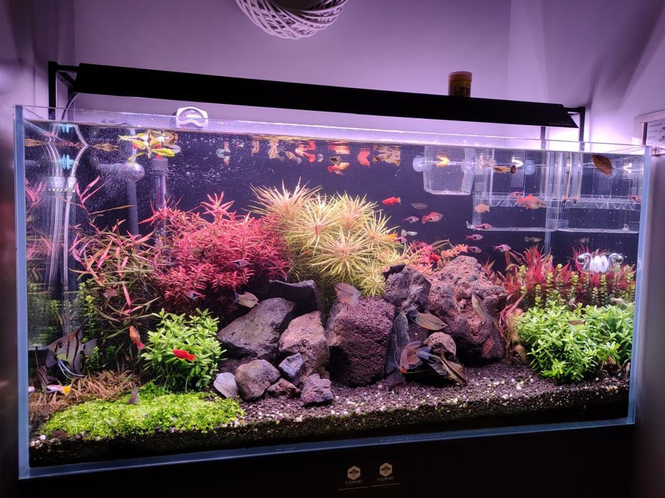 Akwarium 200L OptiWhite + Chihiros + CO2 + Bogate wyposażenie!