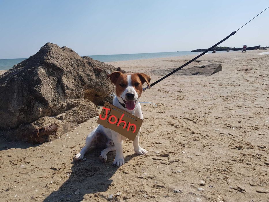 Вязка Джек Рассела