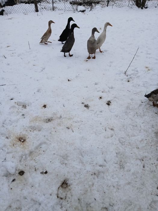 Kaczki biegusy indyjskie