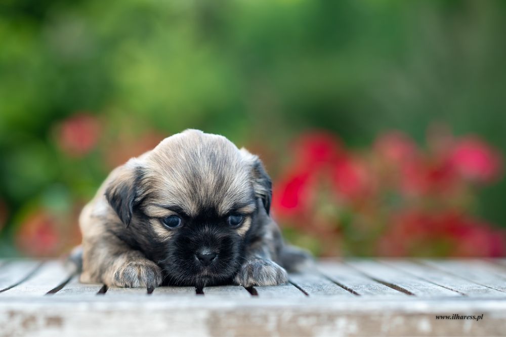 Spaniel Tybetański - śliczny piesek I AM BYTE Ilharess