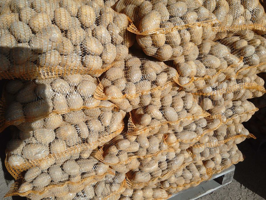 Sprzedam ziemniaki Soraya jadalne