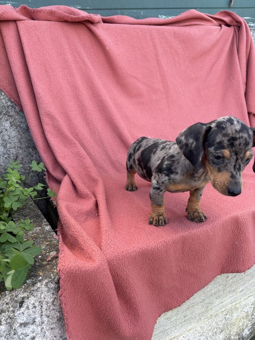 Teckel femea miniatura