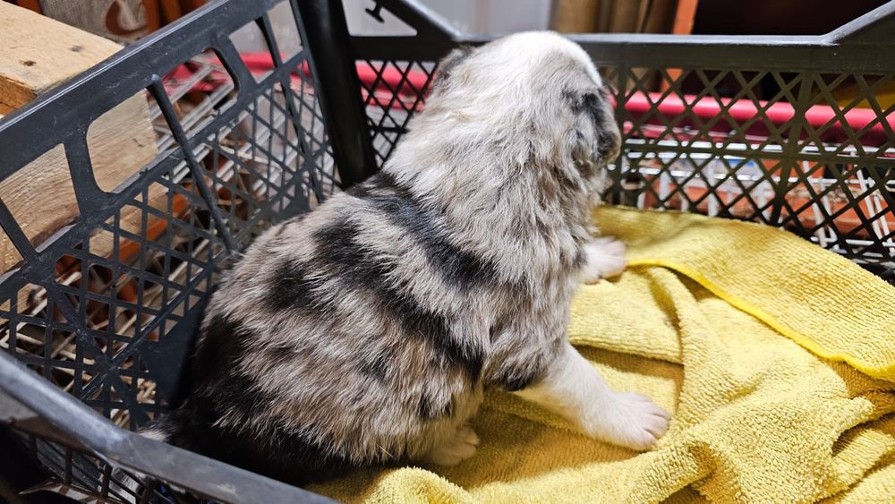 Sunia Border collie do rezerwacji