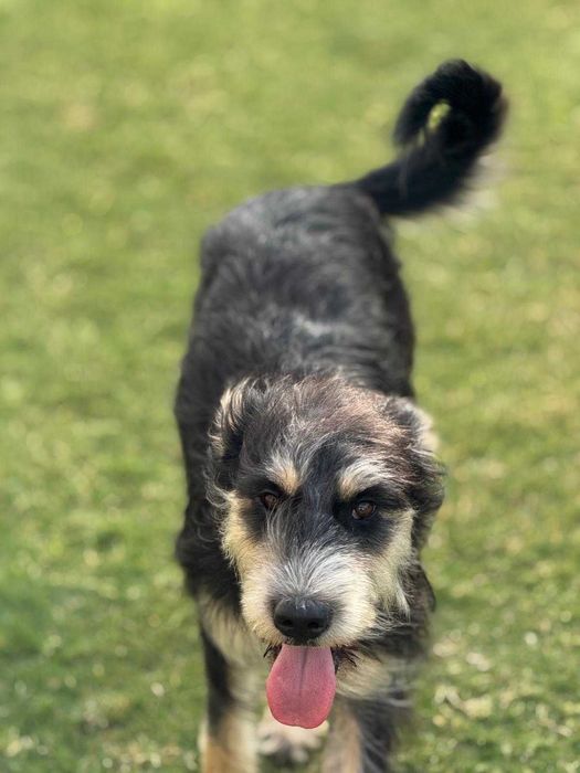 Waffle,  słodka i bardzo przyjazna towarzyszka aktywnych przygód