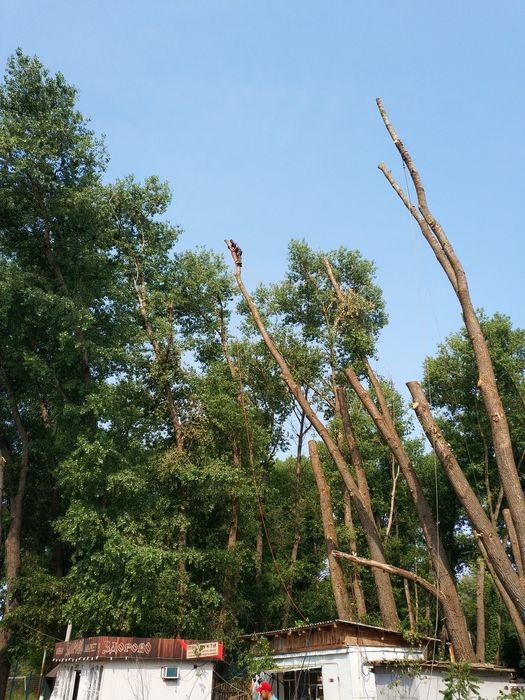 Спилювання,видалення дерев в будь якому місці,будь якої складності!