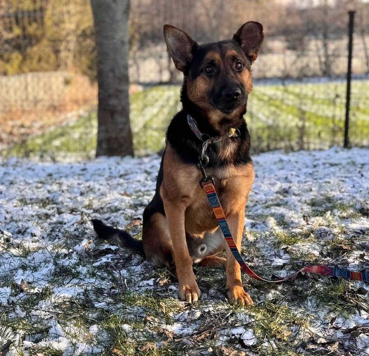 Grzesio czeka na swój dom