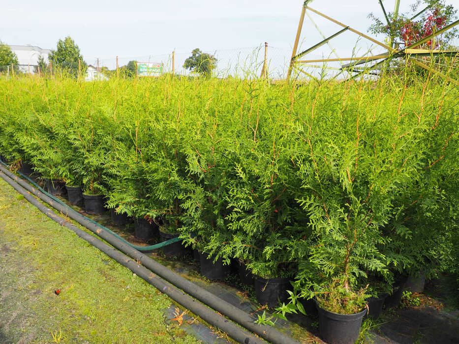 tuja brabant 100-140cm promocja Łabiszyn