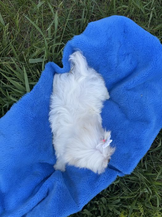 Класнючий хлопчик Мальтезе.
