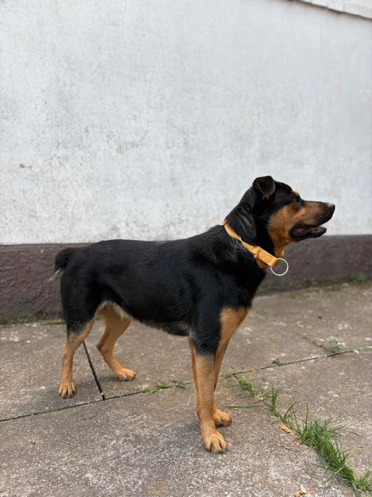 Собачка шукає дім