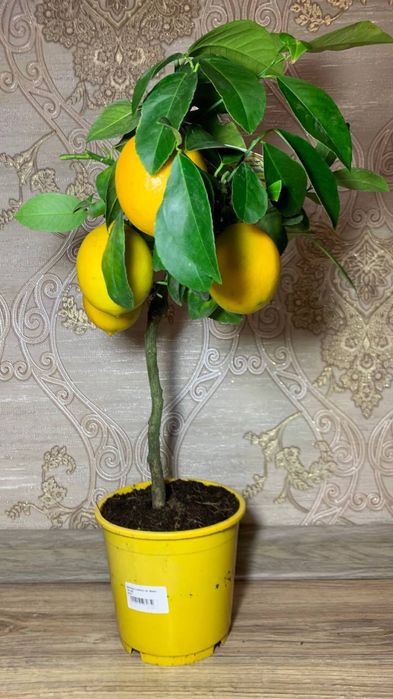 Лимон   Мейєра