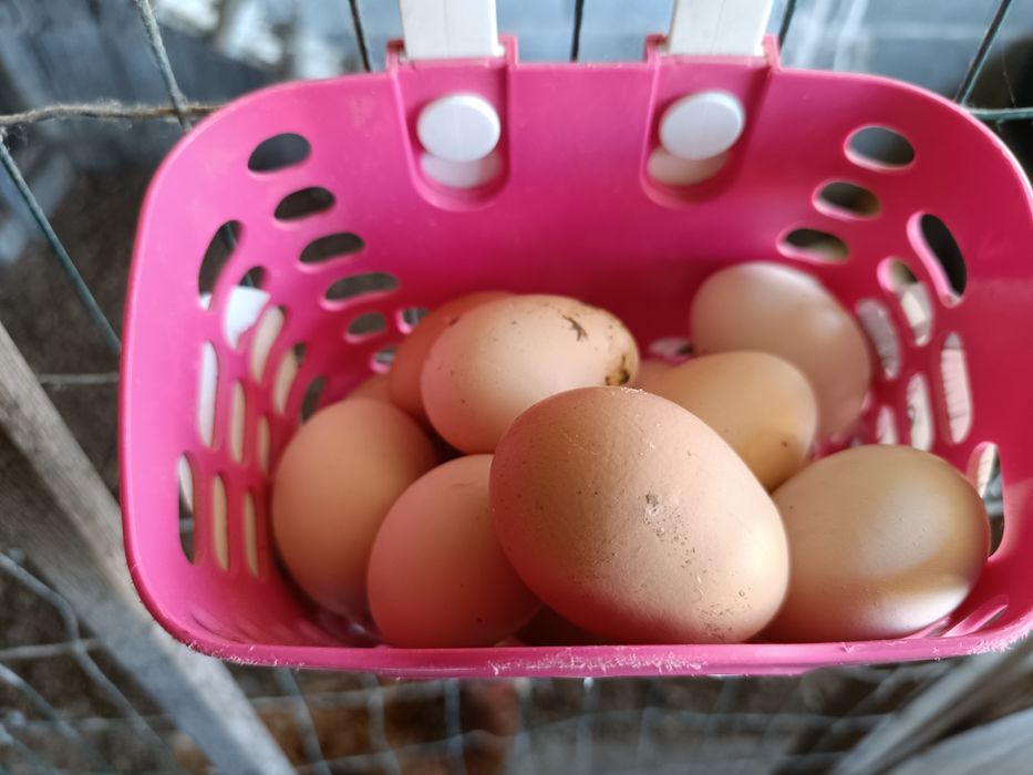 Ovos de galinha caseiros