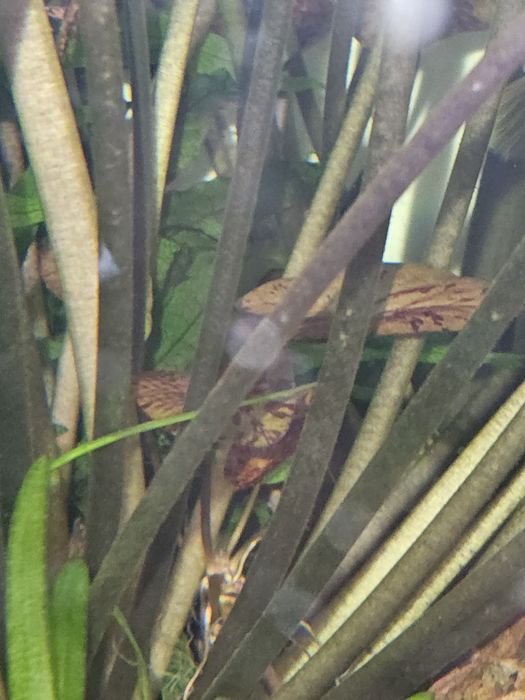 Lotos roślina akwariowa