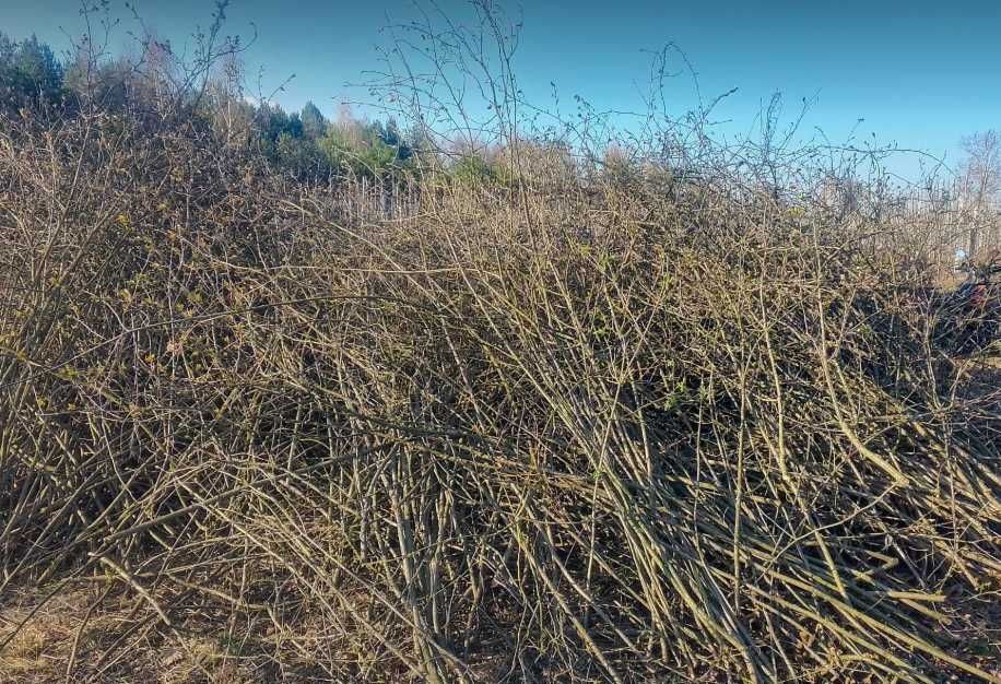 Oddam gałęzie z aronii