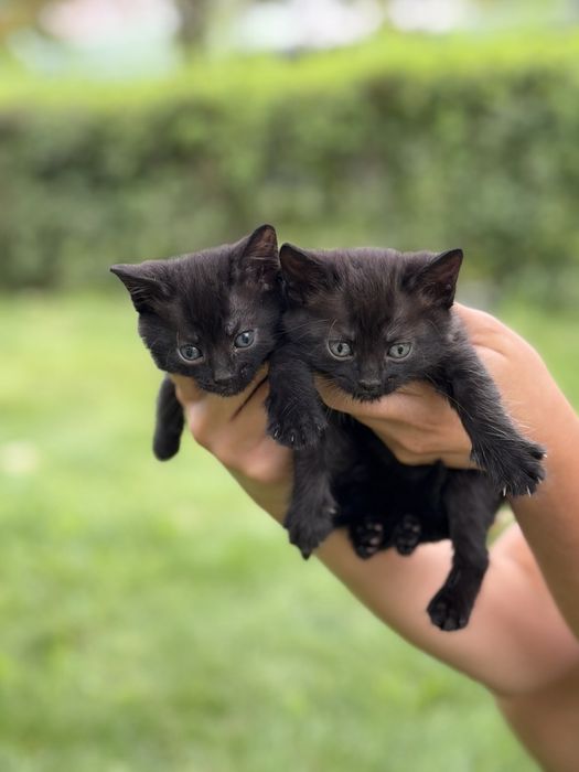 Бесплатно котята