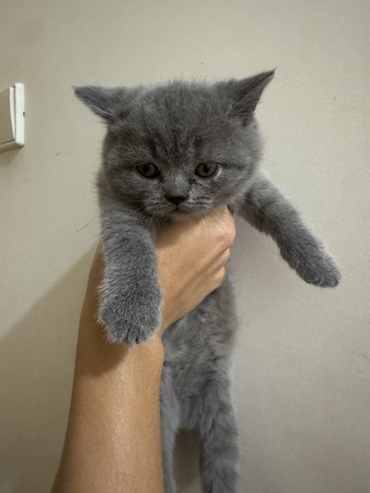 British Shorthair Lilás