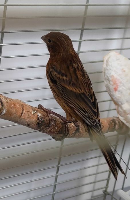 Kanarki młode 26 samce i samice kanarek melaninowe ciemne