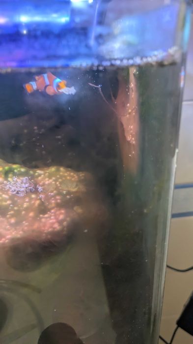 Peixe-palhaço de água salgada