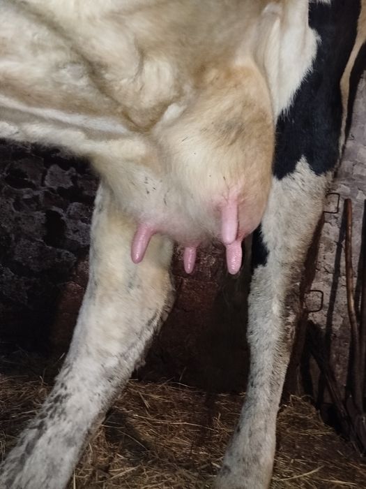 Продам молоду молочну Корову