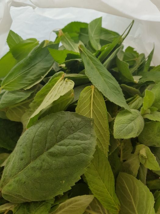 Сушеная мята крупный лист