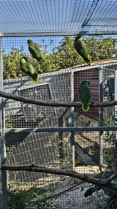 Casal Amazonas Aestivas Reprodutor