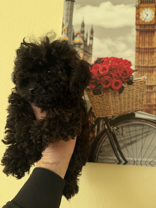 Дєвочка мальтіпу Ф1  ,договірна