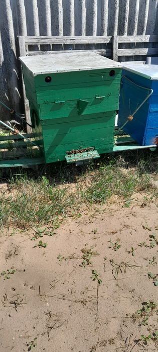 Pszczoły, ule, Rodziny pszczele i ule