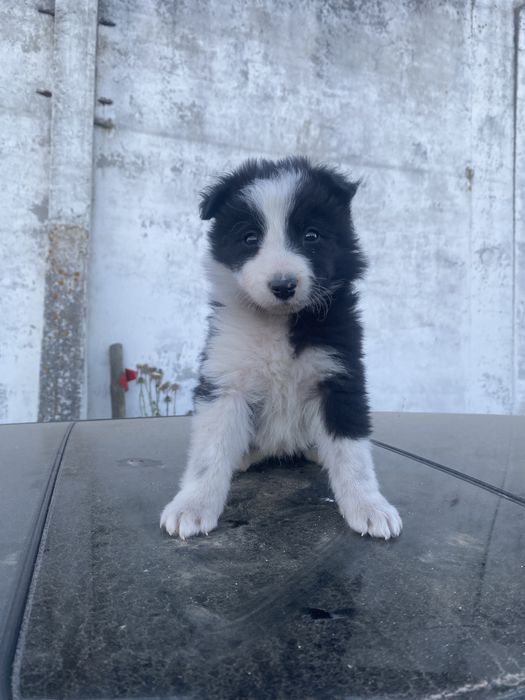 Border  collie com lop