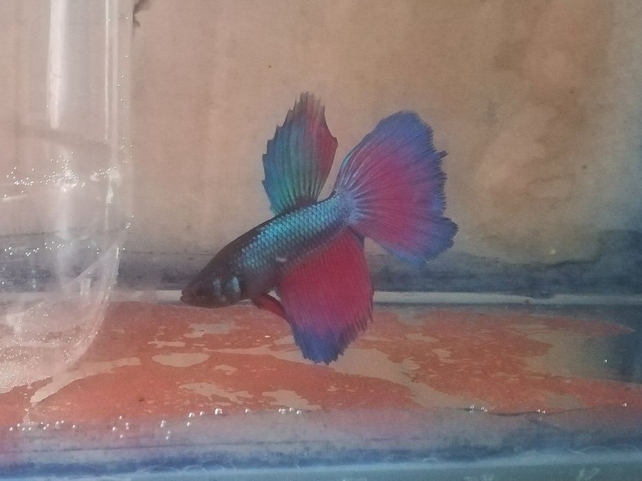 Аквариумные рыбки