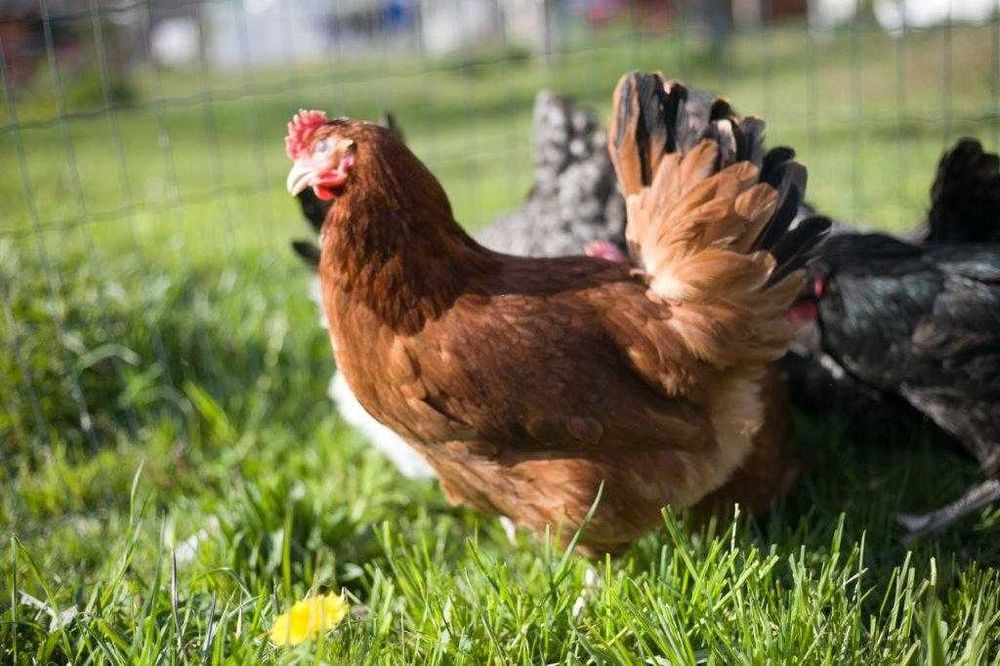 Kurki nioski odchowane Rosa dowóz gratis