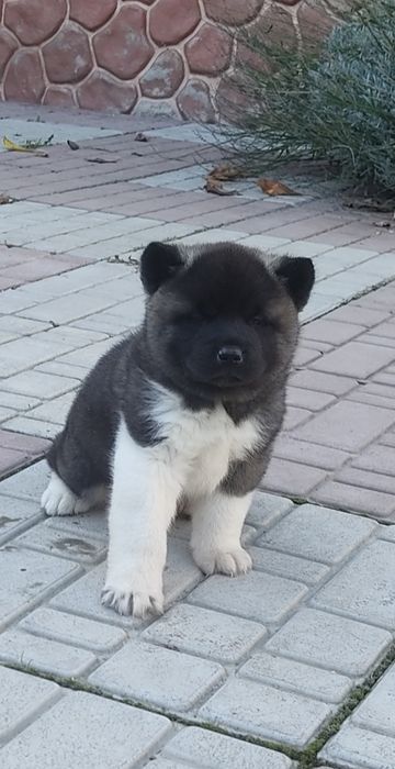 . Американська акіта