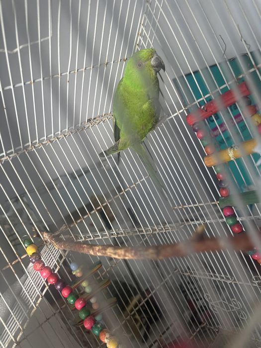 Filhote ringneck