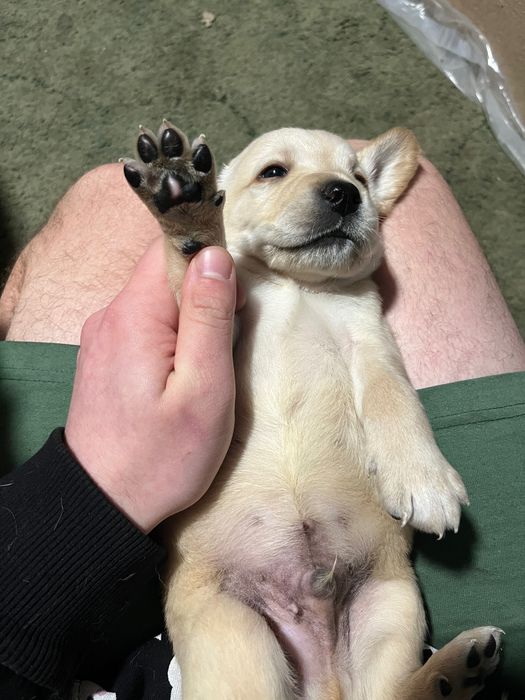 Продам щенков лабрадора