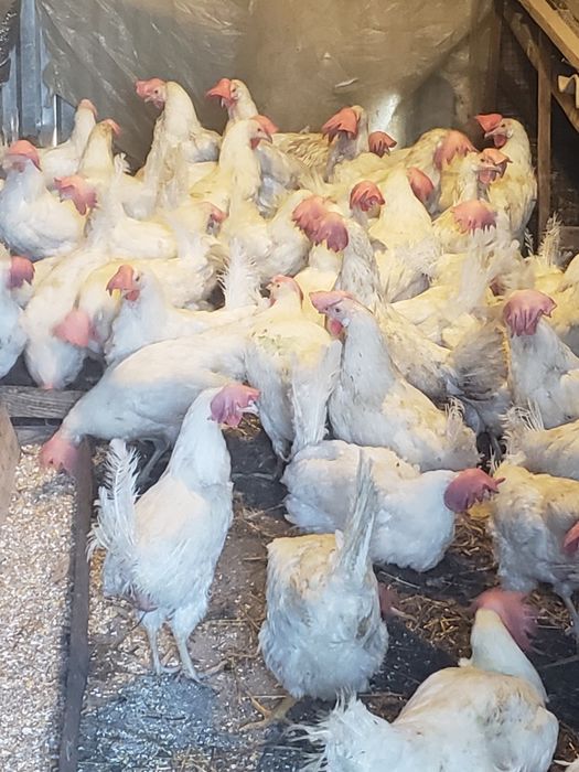 Куры породы Сенді