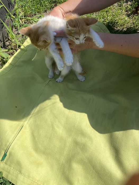 Котята бесплатно