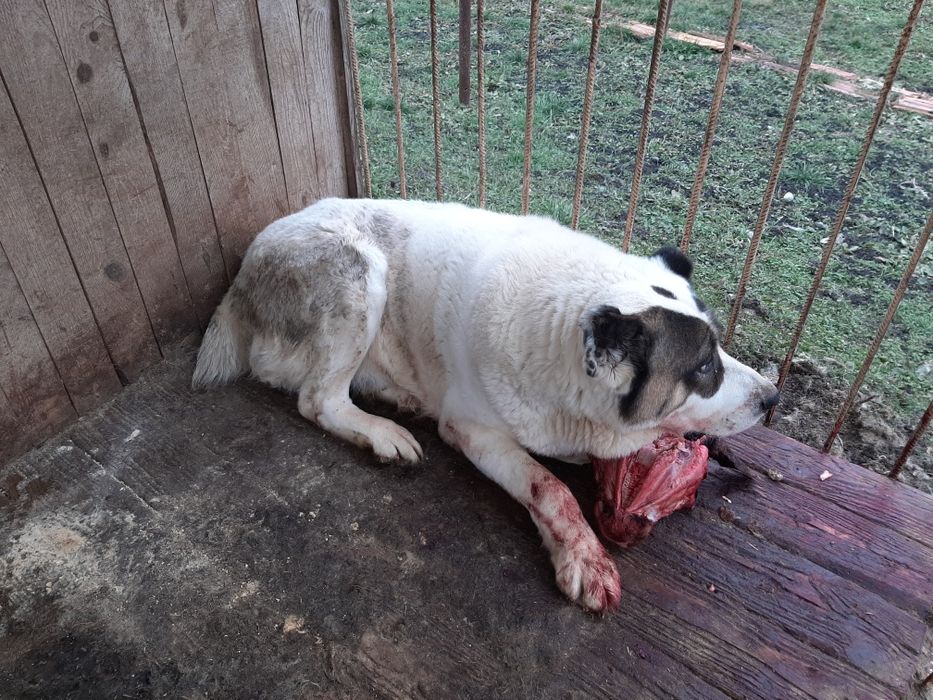 Алабай для вязки