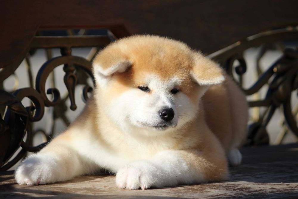 Акіта іну цуенята ,розплідник