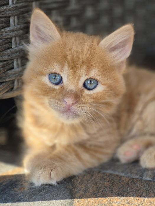 Кошеня шукає люблячу родину