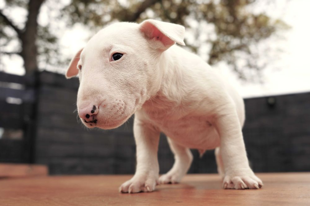 GOTOWY samiec bulterier standard SOLID WHITE BULLTERRIER bull terrier