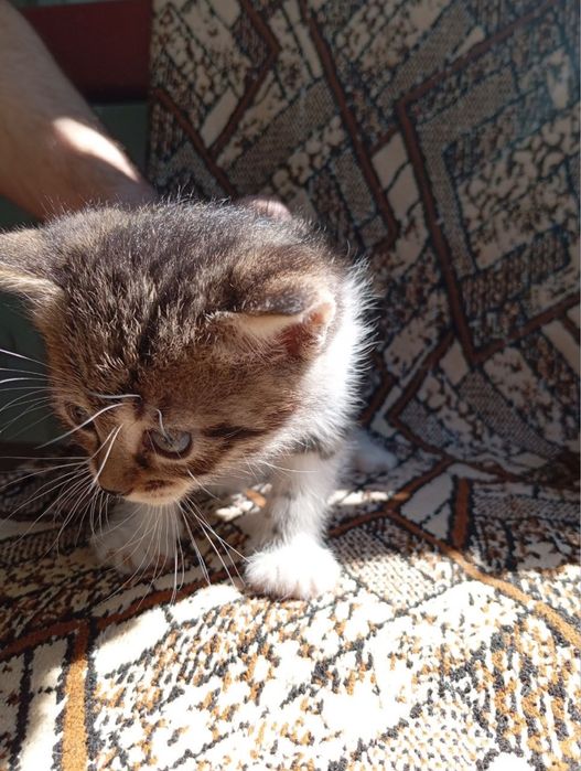 Котята в хорошие руки