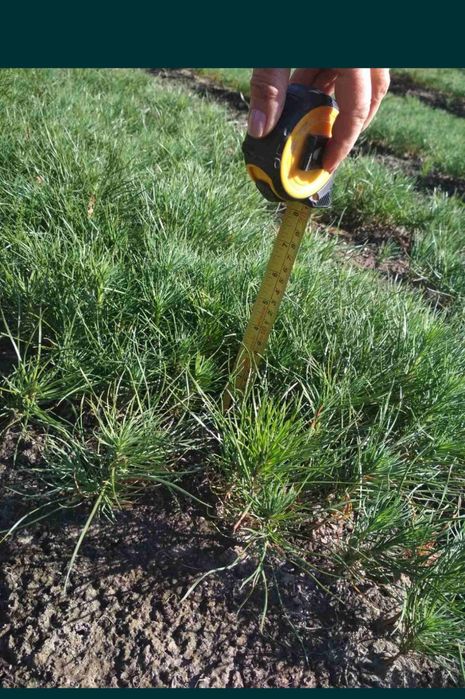 Сіянці сосни кримської, звичайної, модрини й дуба з відкритого ґрунту