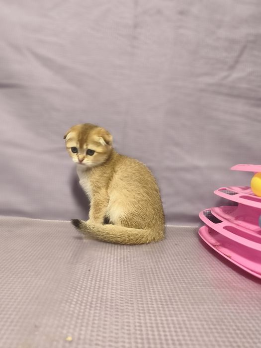 Золоті шиншилли кошенята