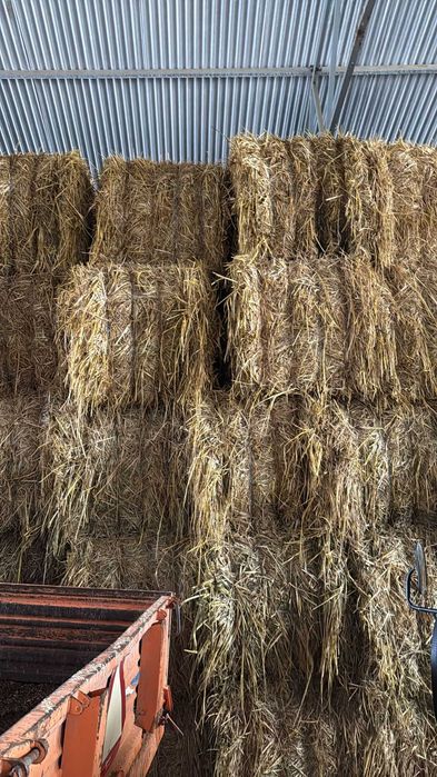 Feno de sorgo e de mistura