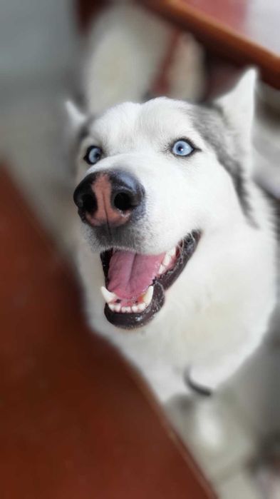 Вязка. Кобель Хаски  ищет девочку для вязки!