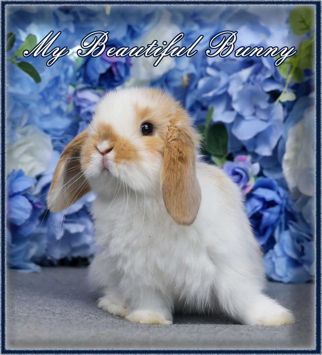 Piękny Młody Króliczek Mini Lop - Orange Butterfly