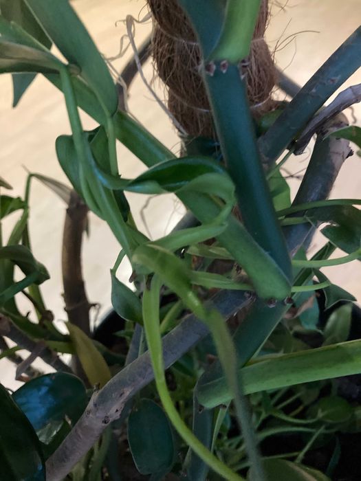 Piękny, zadbany, zdrowy filodendron