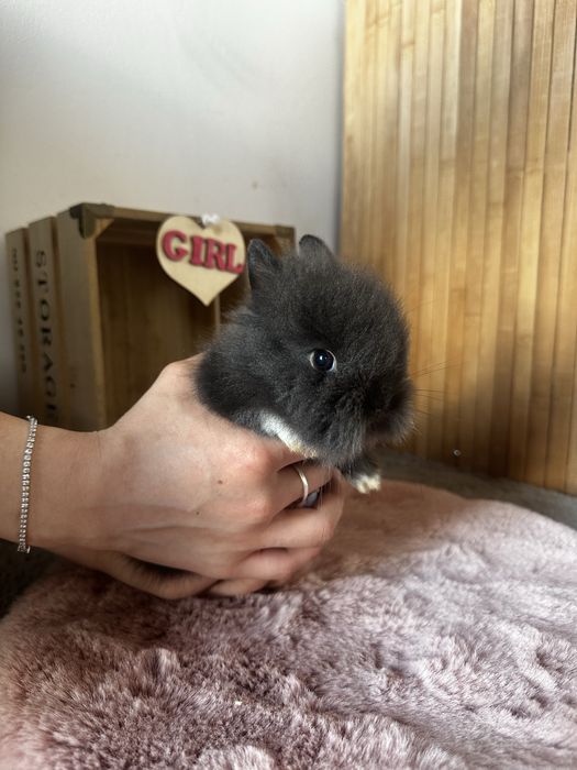 Piękne Karzełki Teddy Długowłose Miniaturki
