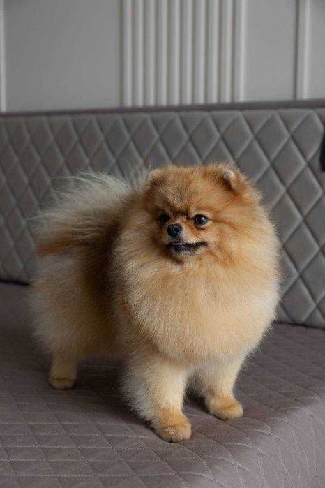 Померанський шпіц (Кобель для в'язки)